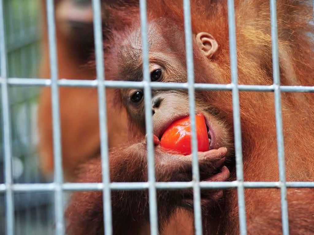 Viral Karyawan Joget Dekat Kandang Orang Utan, Serulingmas Zoo Buka Suara