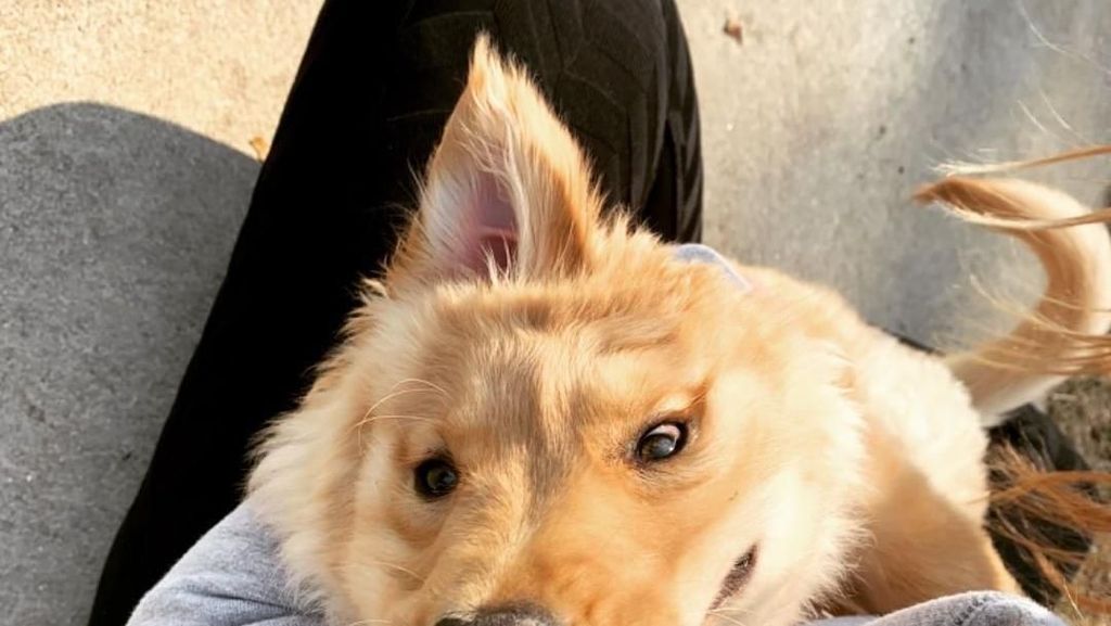 Ada Anjing Unicorn di Dunia Nyata Ada Anjing Unicorn di Dunia Nyata