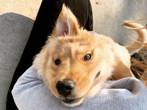 Ada Anjing Unicorn di Dunia Nyata