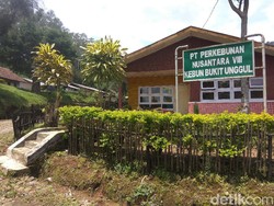 Melihat Pabrik Pengolah Kulit Kina Peninggalan Belanda yang Masih Eksis