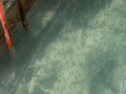 Dampak Lockdown di Italia, Kanal Venesia Saat Ini Amat Jernih