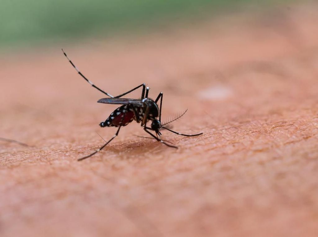 Fakta-fakta Nyamuk Rekayasa Genetika yang Dilepas di Florida