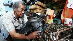 Menengok Aktivitas di Pasar Burung Pramuka