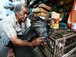 Menengok Aktivitas di Pasar Burung Pramuka