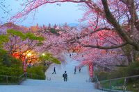 Ini Tempat Dan Waktu Yang Tepat Untuk Nikmati Indahnya Bunga Sakura Di ...