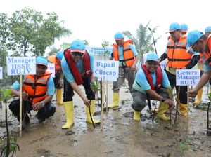 Pertamina Tanam 50.000 Bibit Mangrove di Pulau Momongan