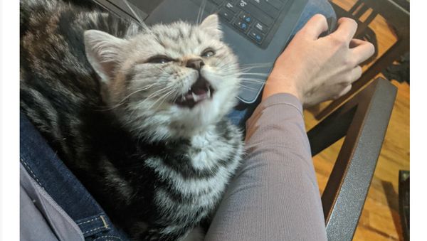 WFH Karena Corona, Begini Kocaknya Mereka yang Diganggu Saat Kerja di Rumah