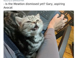 WFH Karena Corona, Begini Kocaknya Mereka yang Diganggu Saat Kerja di Rumah