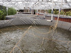 Budidaya Lele Sistem Bioflok, Sekolah di Magelang Ini Raup Rp 170 Juta