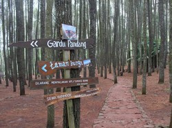 Indahnya Hutan Pinus Jogja yang Tak Pernah Membosankan