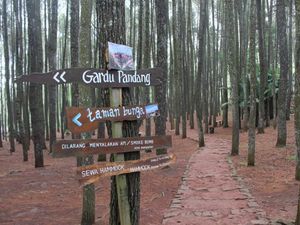 Indahnya Hutan Pinus Jogja yang Tak Pernah Membosankan Indahnya Hutan Pinus Jogja yang Tak Pernah Membosankan