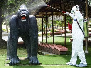 Seekor Gorila di Purwakarta Disemprot Disinfektan Lho