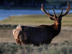 Taman Nasional AS Tetap Buka, Bahkan Membebaskan Biaya Tiket Masuk