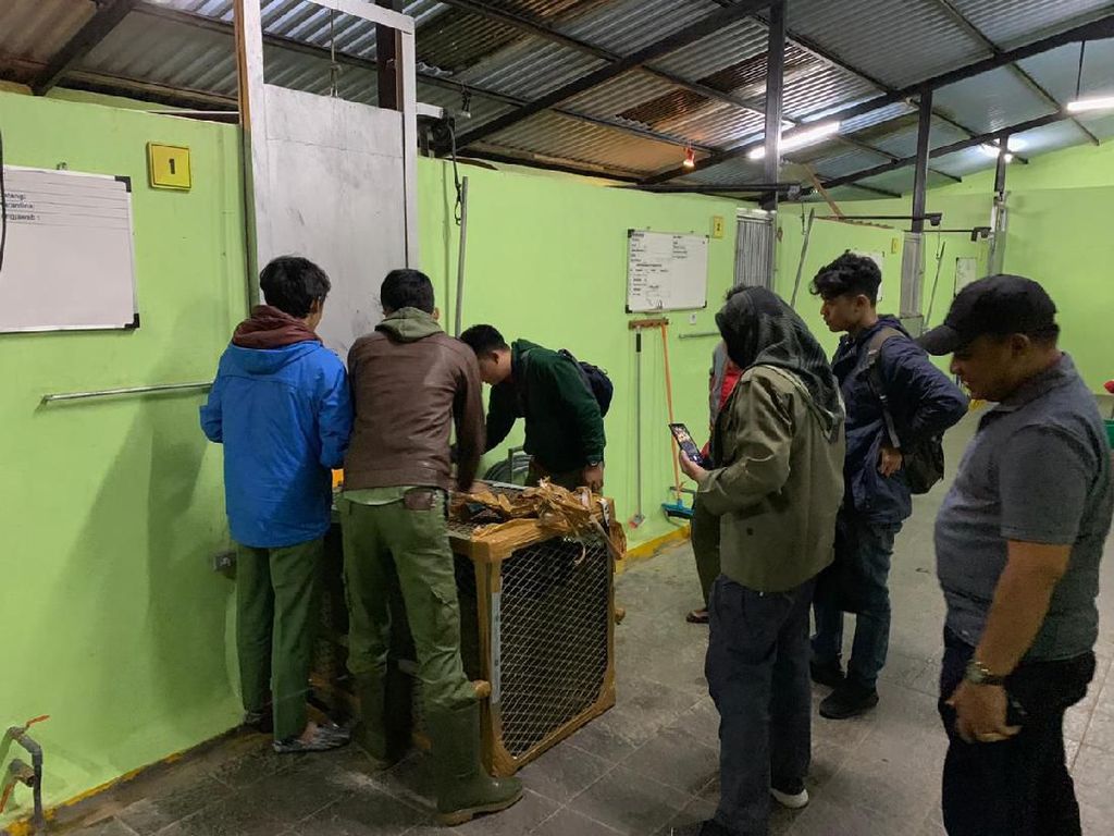 4 Simba yang Diselundupkan di Riau Diserahkan ke Taman Safari Bogor 4 Simba yang Diselundupkan di Riau Diserahkan ke Taman Safari Bogor
