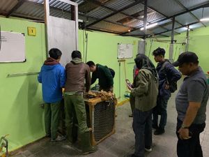 4 Simba yang Diselundupkan di Riau Diserahkan ke Taman Safari Bogor 4 Simba yang Diselundupkan di Riau Diserahkan ke Taman Safari Bogor