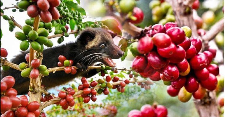 kopi luwak