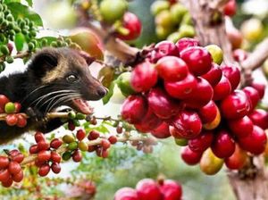 Kopi Luwak Palsu hingga Makanan Tak Diminati Saat Panic Buying