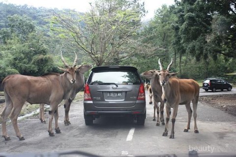 makanan untuk hewan di taman safari