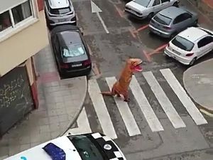 Di Tengah Wabah Corona, Pria Berkostum T-Rex Mencuri Perhatian