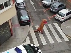 Di Tengah Wabah Corona, Pria Berkostum T-Rex Mencuri Perhatian