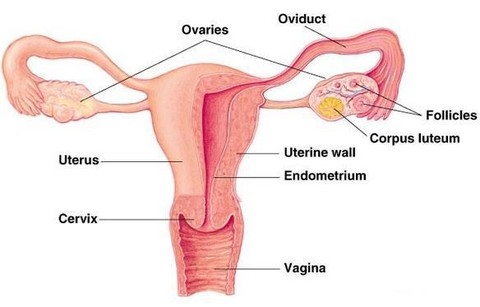 Mirip Dengan Menstruasi Begini Ciri Ciri Bercak Darah Awal Kehamilan