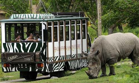 aktivitas di taman safari puncak