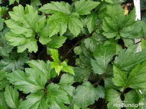 Bapak-bapak! 5 Rempah Ini Bisa Tingkatkan Sperma dan Atasi Disfungsi Ereksi