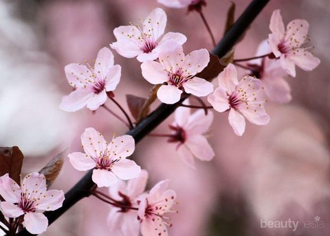 Rahasia Manfaat Sakura Untuk Kulit Putih Dan Sehat Wanita Jepang