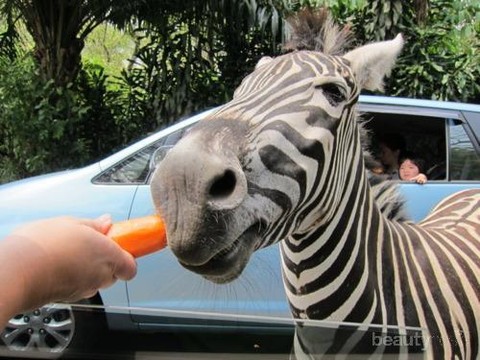 makanan untuk hewan di taman safari