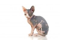 Terlihat Sangar dan Unik, Inilah Fakta Lain dari Kucing Sphynx