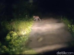 Heboh Macan Tutul di Pangandaran, Seekor Lutung Ditemukan Tewas Tercabik