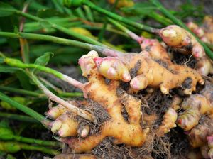 Ini Cara Kementan Atasi Naiknya Permintaan Jahe Gegara Corona