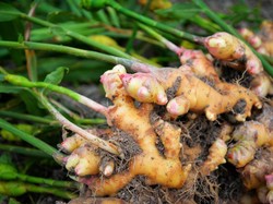 Ini Cara Kementan Atasi Naiknya Permintaan Jahe Gegara Corona