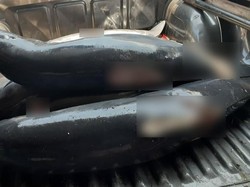 Polisi Tulungagung Bongkar Praktik Perdagangan Lumba-lumba