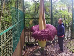 Kebun Raya Cibodas Tutup, Bunga Bangkai Raksasanya Mekar