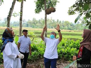 Khawatir Penyebaran Corona, Durian Songgon Banyuwangi Bisa Dipesan Online Khawatir Penyebaran Corona, Durian Songgon Banyuwangi Bisa Dipesan Online