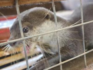 Floating Market Lembang juga Punya Berang-berang