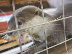 Floating Market Lembang juga Punya Berang-berang