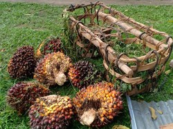 2 Kasus Pencuri Sawit Tewas Usai Keciduk Sekuriti PTPN Terjadi di Sumut