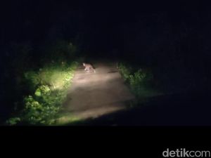 Heboh, Seekor Macan Tutul Hadang Mobil Warga di Cigugur Pangandaran
