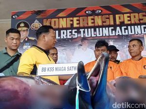 Polisi Tulungagung Tetapkan Dua Tersangka Perdagangan Lumba-lumba Polisi Tulungagung Tetapkan Dua Tersangka Perdagangan Lumba-lumba