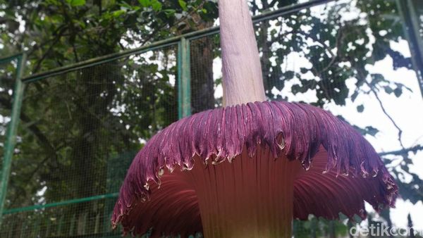 Bunga Bangkai Raksasa Kebun Raya Cibodas Mekar