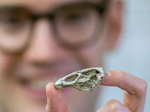 Ini Ayam Pertama di Dunia