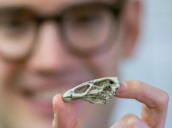 Ini Ayam Pertama di Dunia