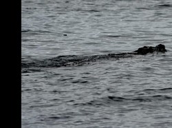 Buaya Muncul di Perairan Pantai Mampie Sulbar Jadi Tontonan Warga