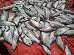 Panen 3 Ton per Ha, Demak Jadi Contoh Budidaya Kakap Putih Air Payau