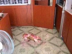 Disangka Mati Berdarah-darah, Ternyata Anjing Ini Kekenyangan Buah Naga