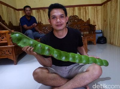 Wow! Ada Petai Segede Gaban di Banjarnegara