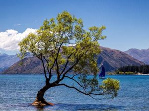 Tega Banget, Pohon Paling Terkenal Selandia Baru Dirusak
