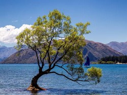 Tega Banget, Pohon Paling Terkenal Selandia Baru Dirusak